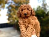 RED BROWN DİŞİ POODLE BEBEĞİMİZ A KALİTE 