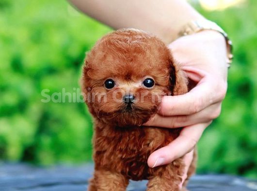 TOY POODLE BEBEKLERİM