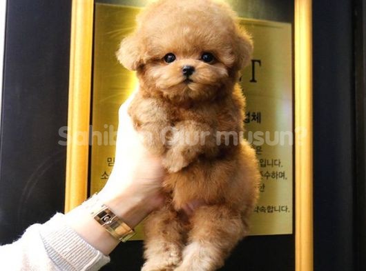 TOY POODLE BEBEKLERİM