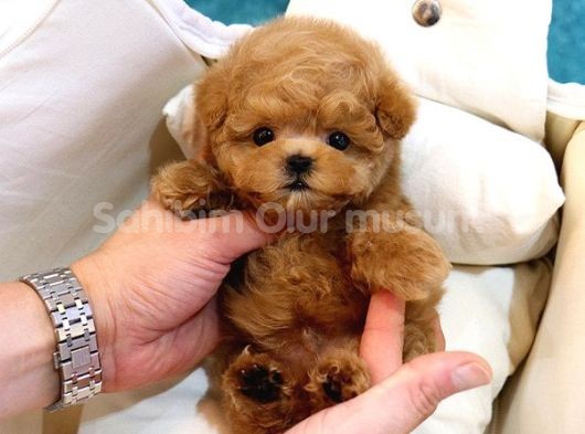 TOY POODLE BEBEKLERİM 