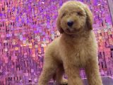 LABRADOODLE DEV BOY ORJİNAL BEBEKLER