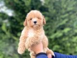 TOY POODLE BEBEĞİMİZ AŞILI A KALİTE 