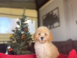 BEBEK SURATLI TOY POODLE ORJİNAL BEBEKLER