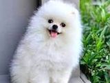 POMERRİAN BOO AYI SURATLI 