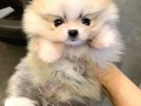 POMERRİAN BOO AYI SURATLI 