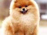 POMERRİAN BOO AYI SURATLI 