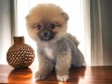 POMERRİAN BOO AYI SURATLI 