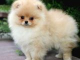POMERRİAN BOO AYI SURATLI 