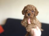 RED TOY POODLE BEBEKLER A KALİTE 