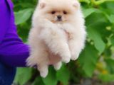POMERRİAN BOO AYI SURATLI 