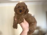 RED TOY POODLE A KALİTE 