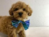 TOOY POODLE YAVRUMUZ 
