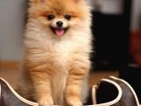 POMERRİAN BOO AYI SURATLI 