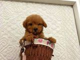 TOOY POODLE YAVRUMUZ 0 TEACUP 