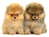 POMERRİAN BOO AYI SURATLI  