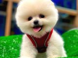 POMERRİAN BOO AYI SURATLI 