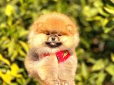 POMERRİAN BOO AYI SURATLI 