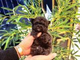 KORE TOY POODLE