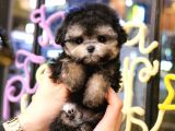 KORE POODLE TOY
