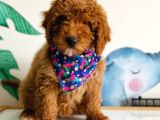 Tooy poodle cinsi yavrular DİŞİ erkek mevcuttur 