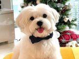 Maltesse terrier mini puppy boy yavrular 