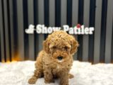 TOY POODLE APRİCOT RENK 