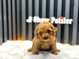 BABY FACE TOY POODLE 