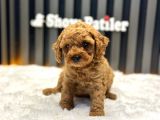 TOY POODLE RED BROWN A PLUSS