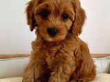 KIPKIRMIZI SAF KAN EVCİLBEBEKLER EV ÜRETİMİ TOOY POODLE 