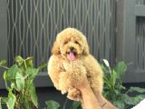 SEVİMLİ POODLE BEBEKLERİMİZ