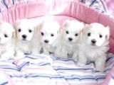 Maltesse terrier mini puppy boy yavrular 