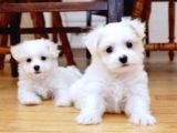 Maltesse terrier mini puppy boy yavrular 