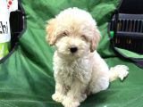 Maltesse terrier mini puppy boy yavrular 