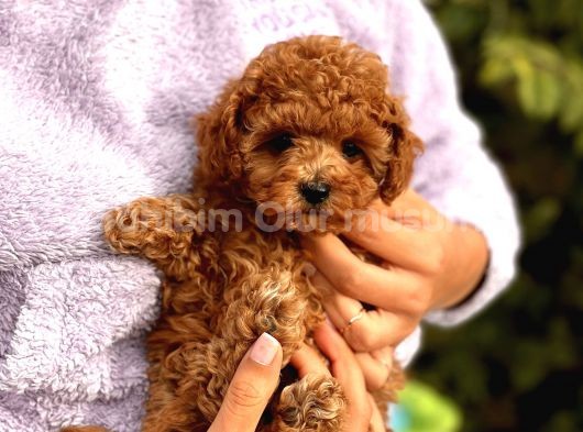 TOY POODLE YAVRULARIM