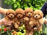 TOY POODLE YAVRULARIM