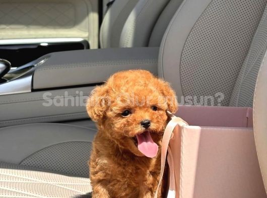 TOY POODLE YAVRULARIM