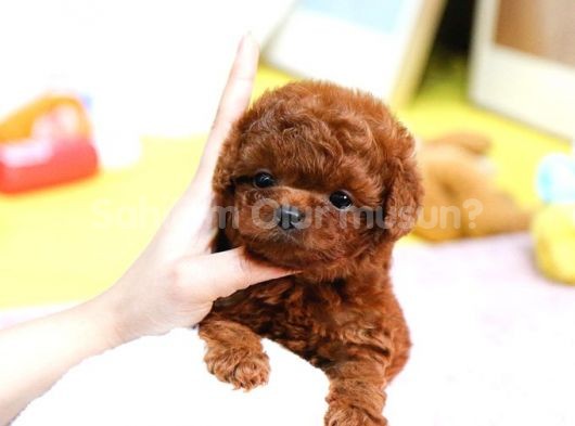 TOY POODLE YAVRULARIM