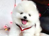 Pomeranian Boo Teddy Bear Yavrularımız 