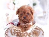 Tooy poodle cinsi yavrular DİŞİ erkek mevcuttur 