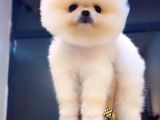 Pomerrian boo mini puppy boy 