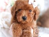 Mini boy puppy kıpkırmızı ev üretimi  TOOY POODLE 