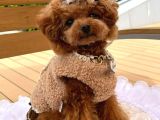 EFSANE MİCRO KORE POODLE PRENSES