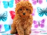 Mini boy puppy kıpkırmızı ev üretimi  TOOY POODLE 