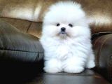 Pomerrian boo mini puppy boy 