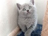 British Shorthair Dişi ve Erkek Yavrular 