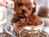 2 ve 3 kg garantisi altında TOOY POODLE CİNSİ YAVRULAR SEVİMLİ KAHVE TONLU MİNİ PUPPY BOY 