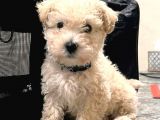 Maltesse terrier mini puppy boy yavrular 