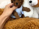 Toy Poodle Eğitimli Yavrular