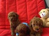 Eğitimli Toy Poodle Yavrular 