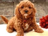 Mini boy puppy kıpkırmızı ev üretimi  TOOY POODLE 